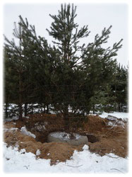 посадочный материал, садовый центр