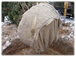 посадочный материал, садовый центр