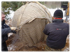 посадочный материал, садовый центр