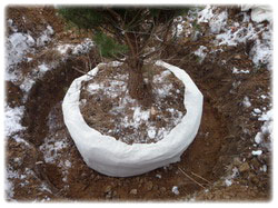 посадочный материал, садовый центр