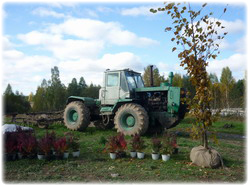 посадочный материал, садовый центр