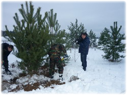 посадочный материал, садовый центр