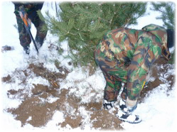 посадочный материал, садовый центр