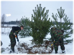 посадочный материал, садовый центр