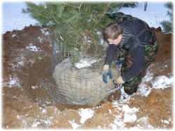 посадочный материал, садовый центр
