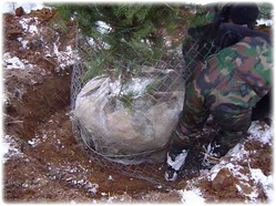 посадочный материал, садовый центр