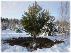 посадочный материал, садовый центр