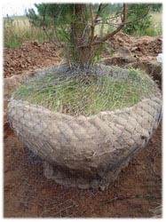 посадочный материал, садовый центр