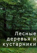 посадочный материал