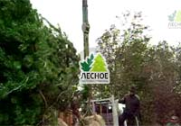 посадочный материал