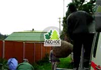 посадочный материал