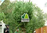 посадочный материал