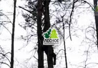 посадочный материал