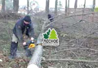 посадочный материал