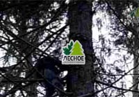 посадочный материал