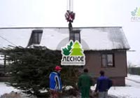 посадочный материал