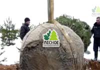 посадочный материал