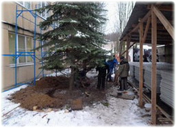 посадка деревьев из твери