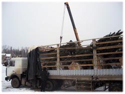 доставка деревья, посадочный материал